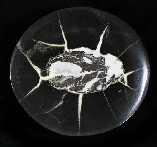 Polished Fish Coprolite (Fossil Poo) - Scotland #22669